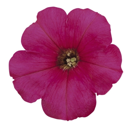 Picture of Petunia - Merlin Series F1 - Rose